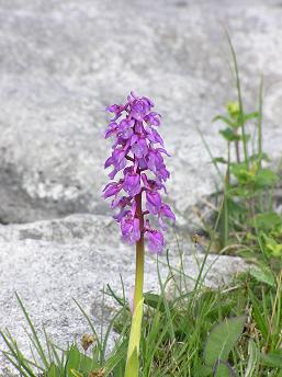 Burren Orchid