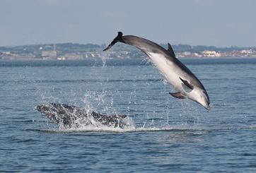 Bottlenosed Dolphin